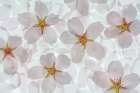 Washington State-Seabeck Montage of flowering cherry blossoms Art Print